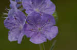 Fuzzy phacelia